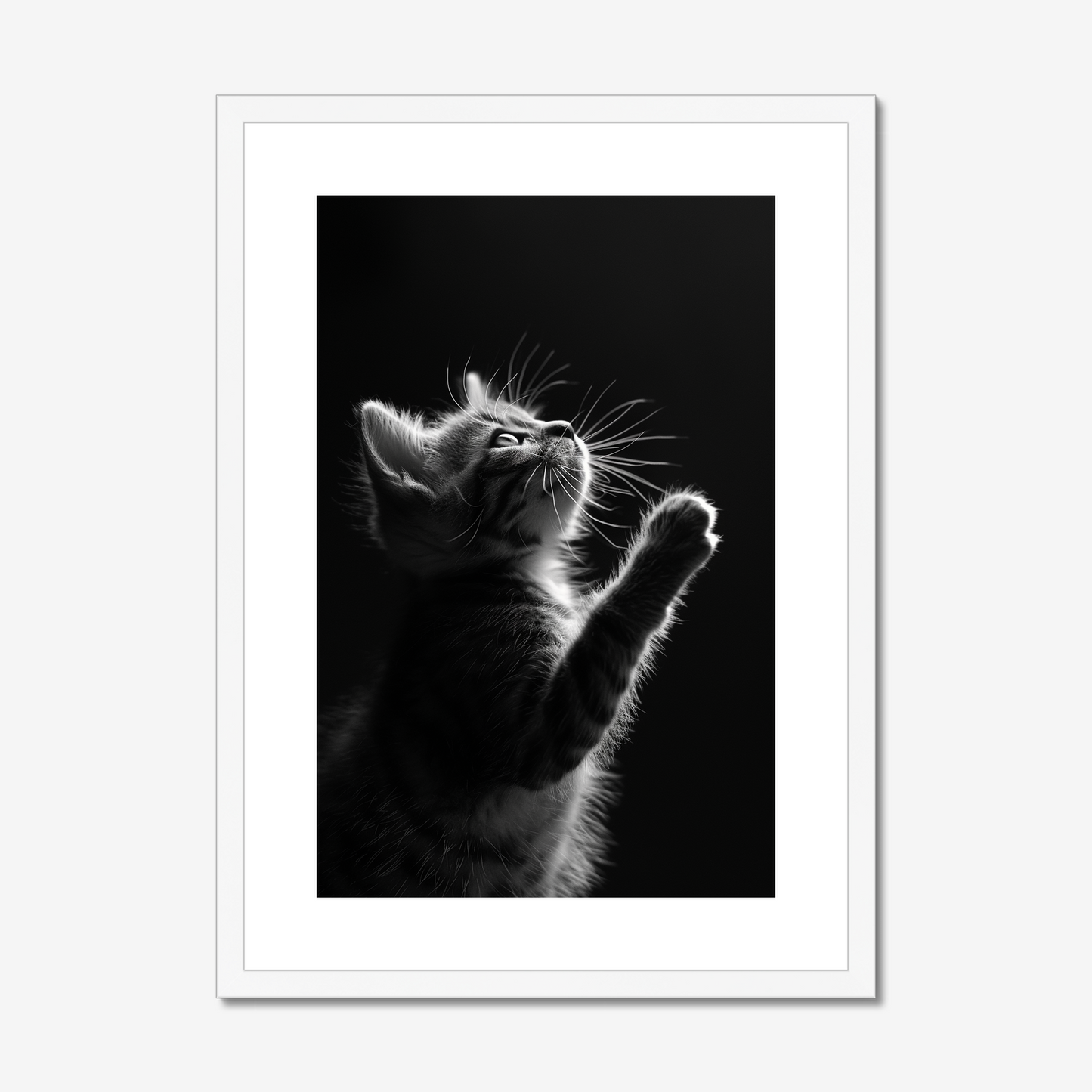 Chiaroscuro Feline | Kitten Fine Art Print