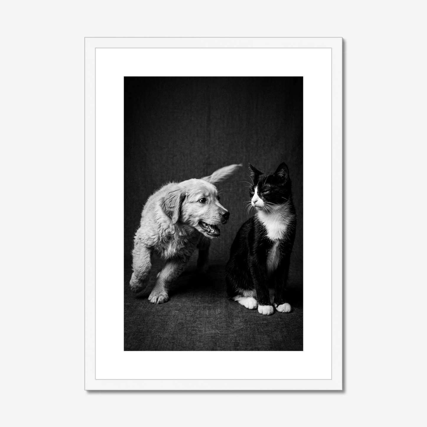 Not Today! | Fine Art Print | Puppy & Kitten