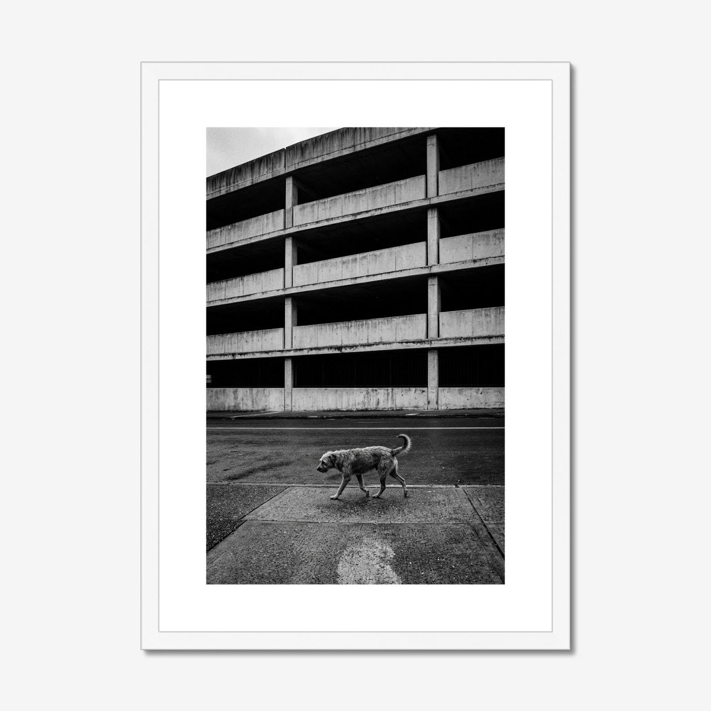 On Another Level | Fine Art Print | Stray Dog & Brutalist City