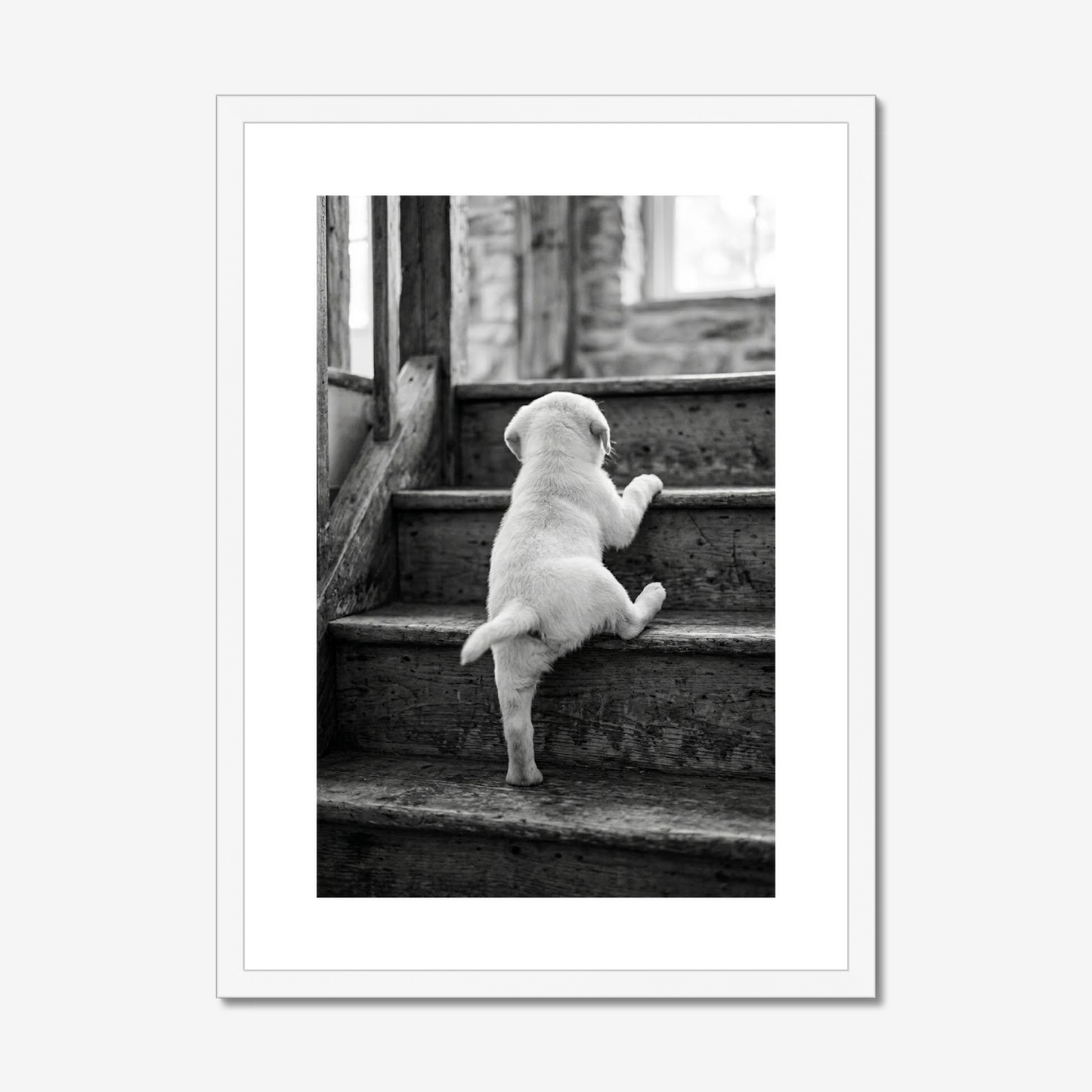 Rising to the Challenge | White Labrador Fine Art Print