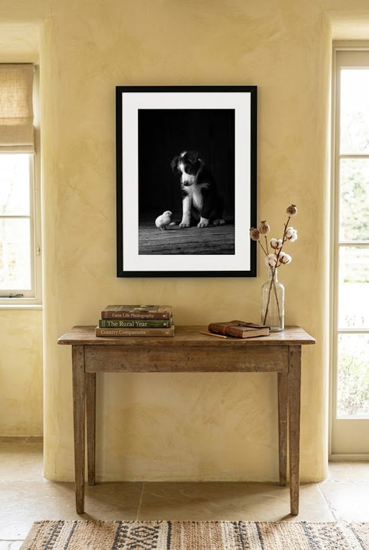 Training Day | Border Collie & Chick Fine Art Print