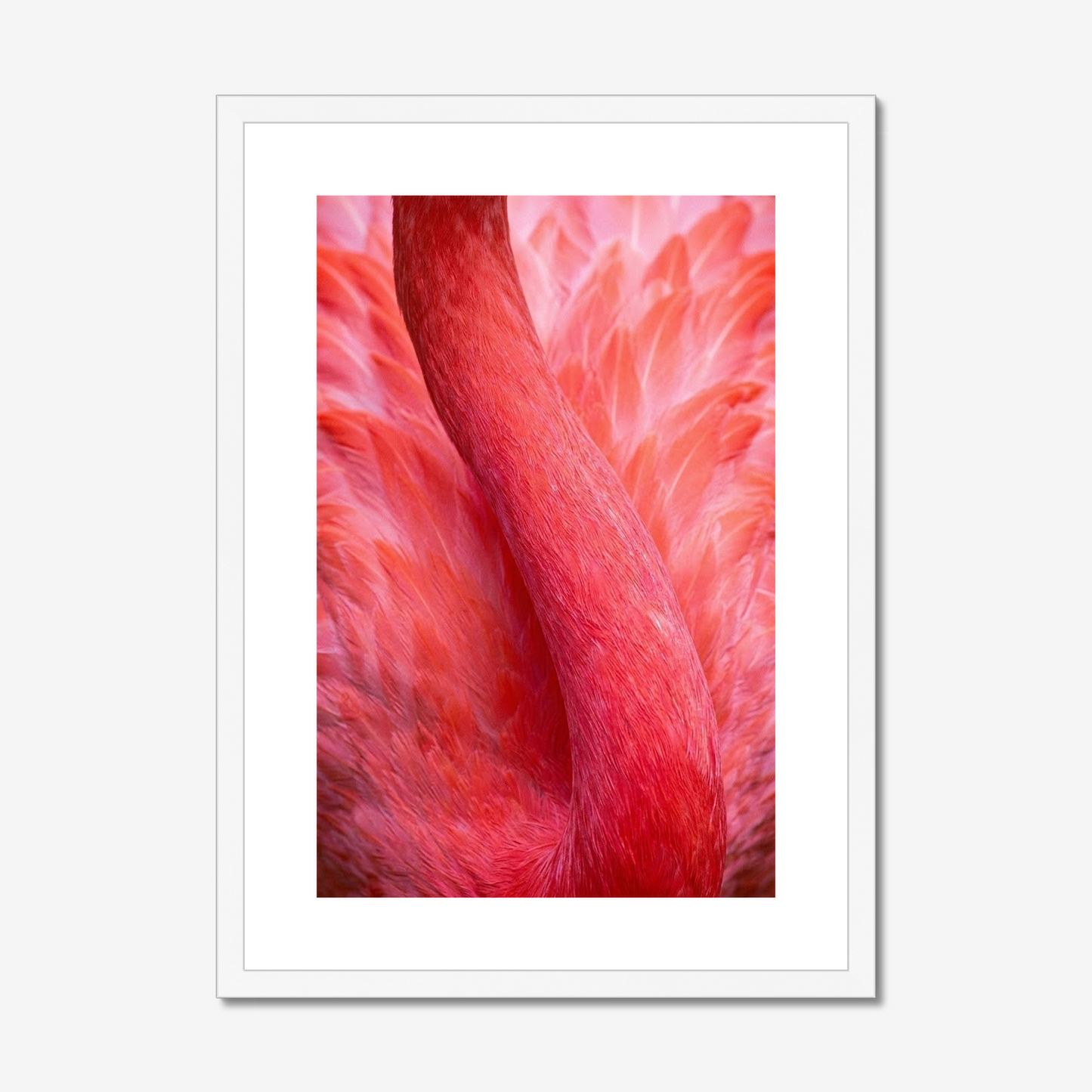 Velvet Coral | Fine Art Print | Flamingo Abstract