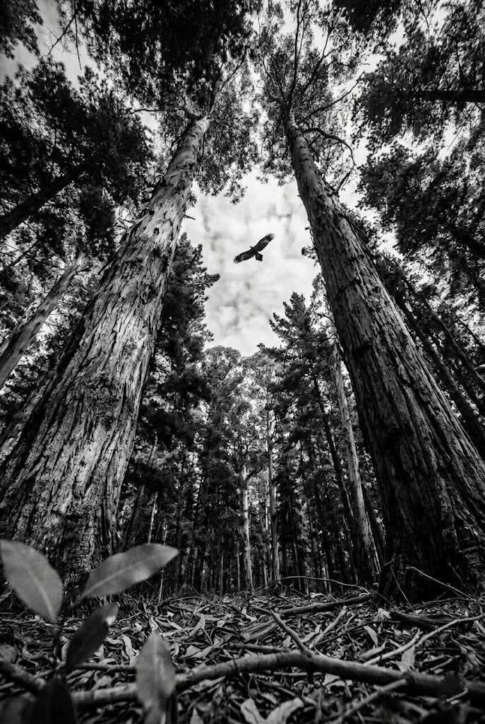 Black and white photo of a forest with tall trees and a bird flying between them.