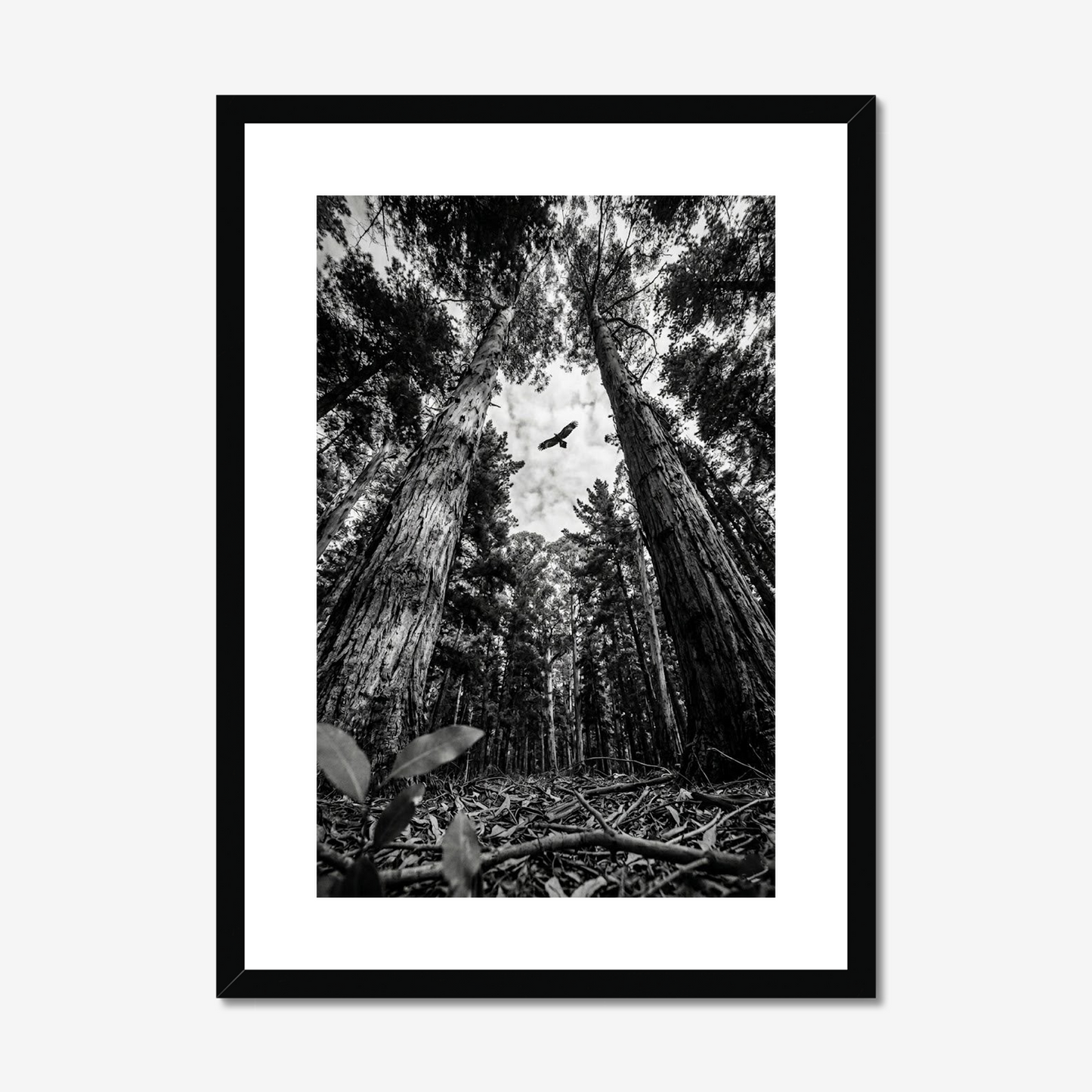 Above It All | Fine Art Print | Eagle & Forest Canopy