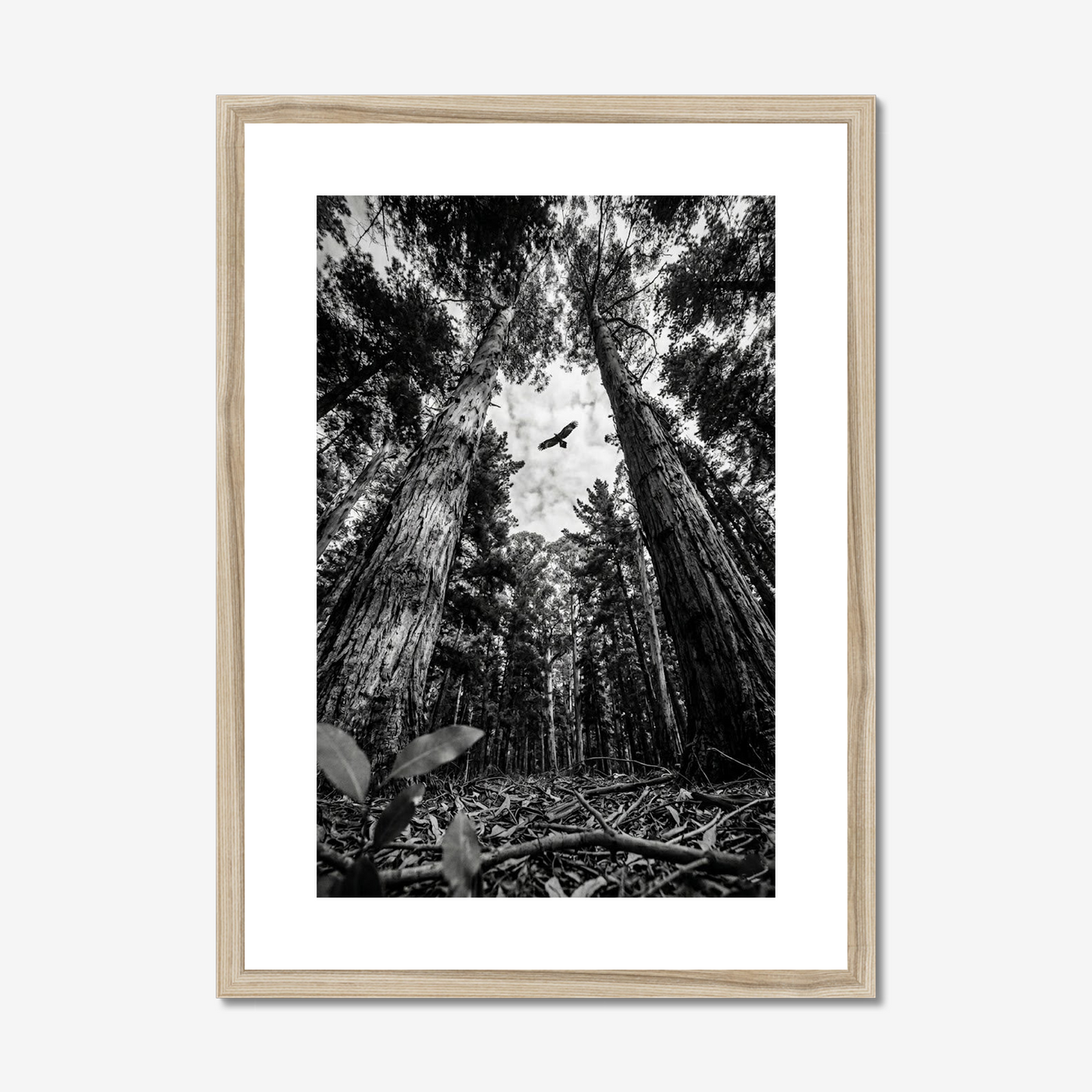 Above It All | Fine Art Print | Eagle & Forest Canopy