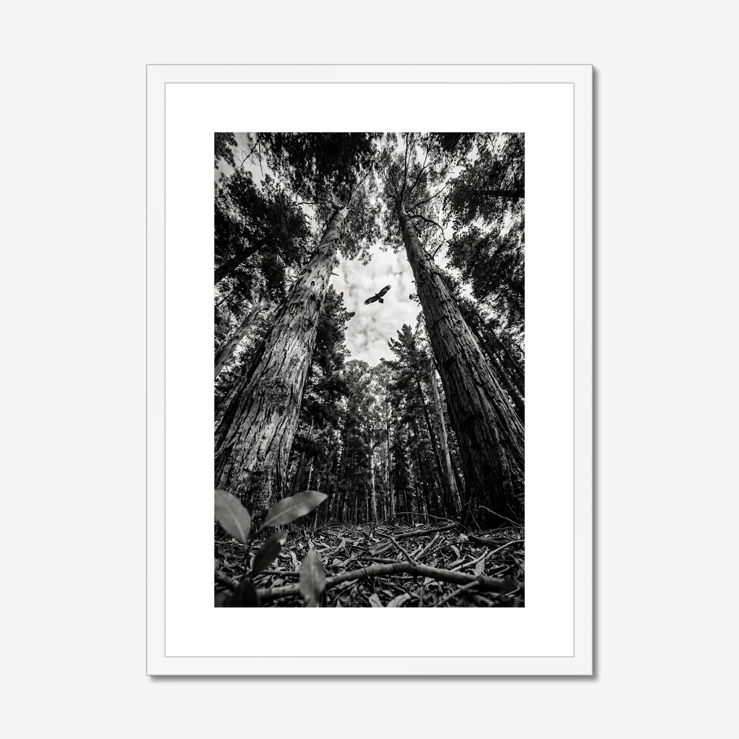 Above It All | Fine Art Print | Eagle & Forest Canopy