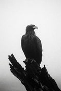 Eagle perched on a branch against a light background