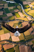 Bald eagle flying over a landscape of fields and a river