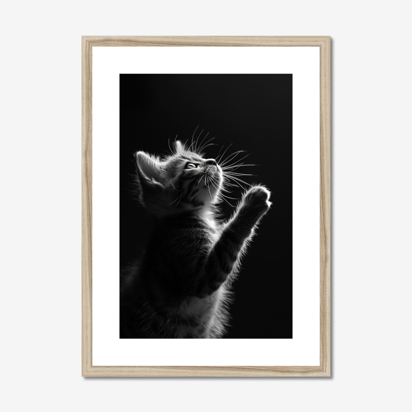 Chiaroscuro Feline | Kitten Fine Art Print
