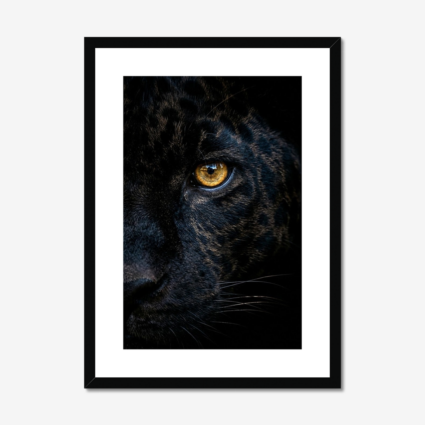 Focus | Fine Art Print | Black Jaguar Portrait
