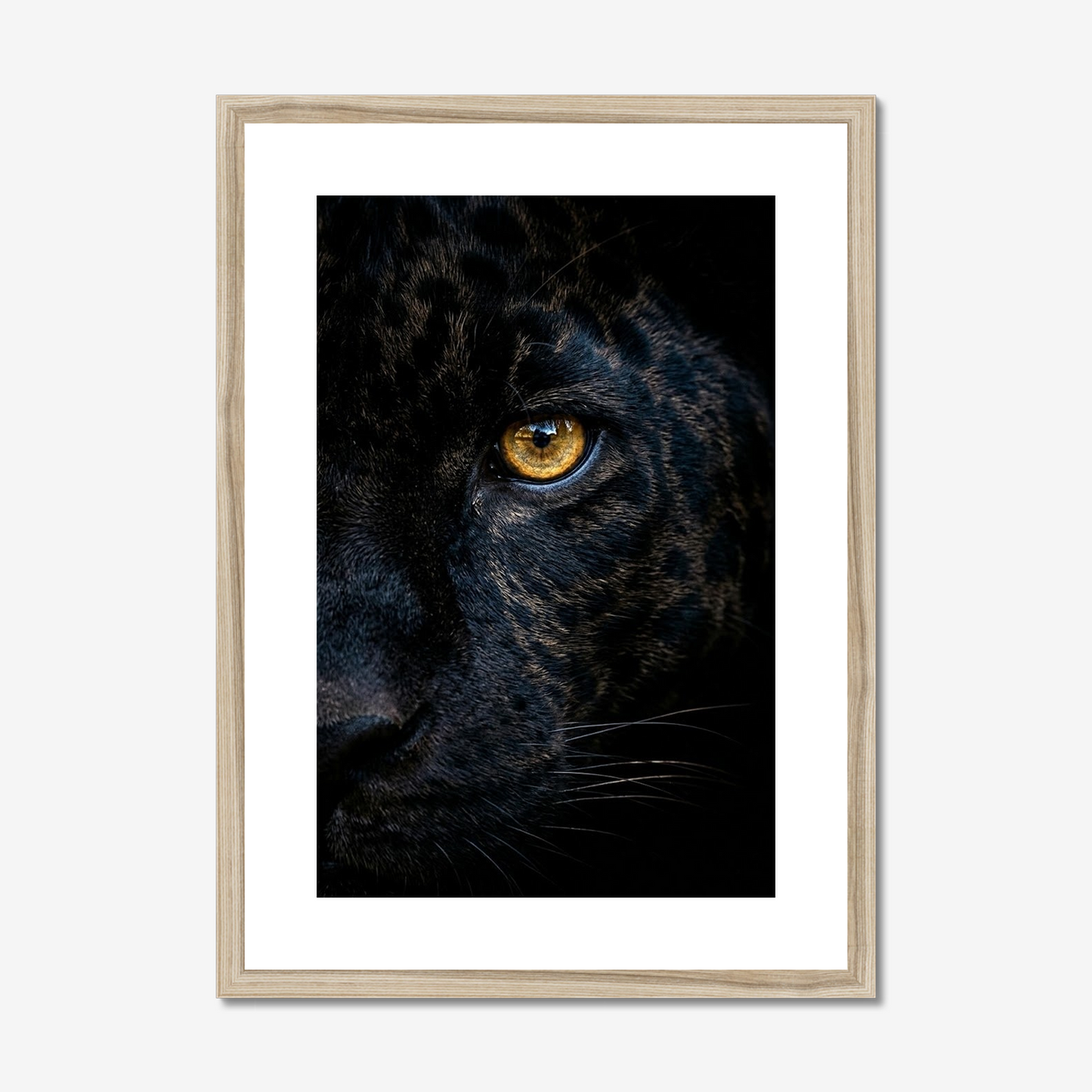 Focus | Fine Art Print | Black Jaguar Portrait