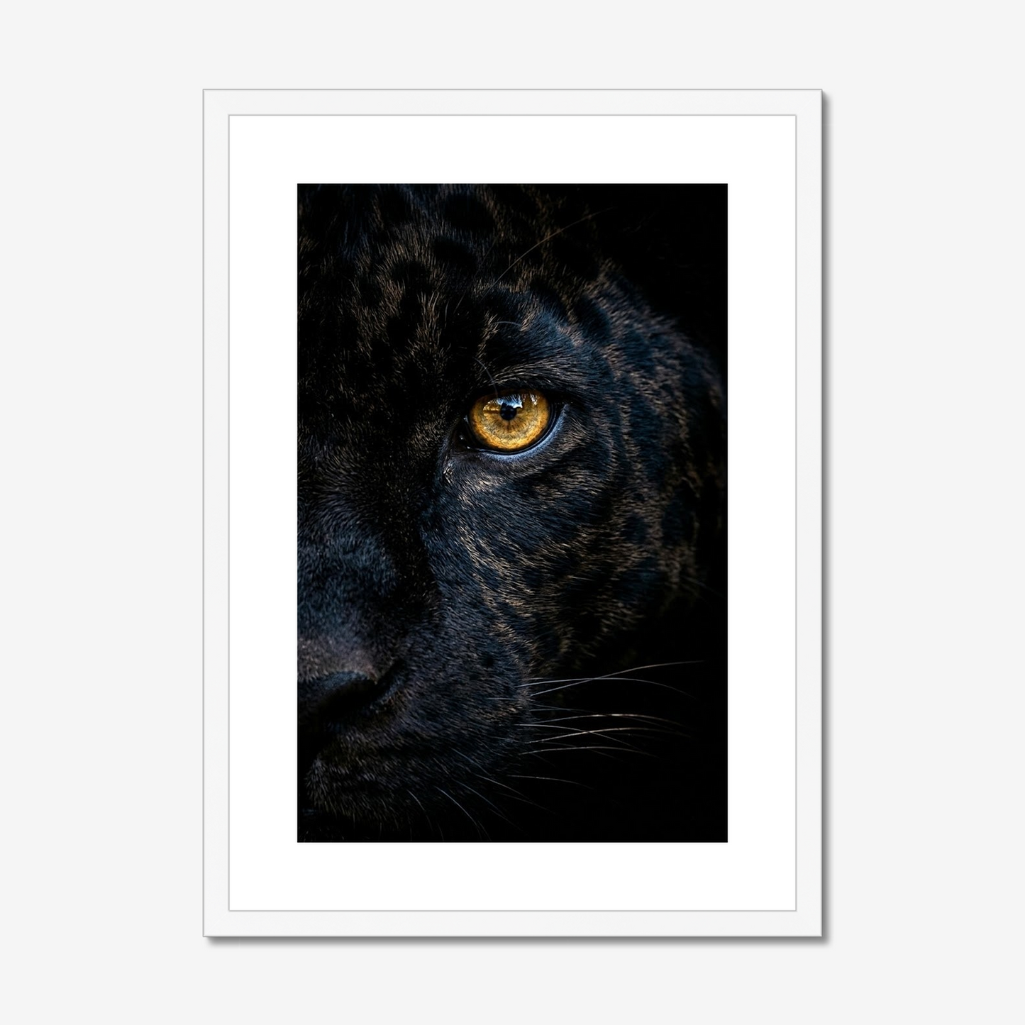 Focus | Fine Art Print | Black Jaguar Portrait