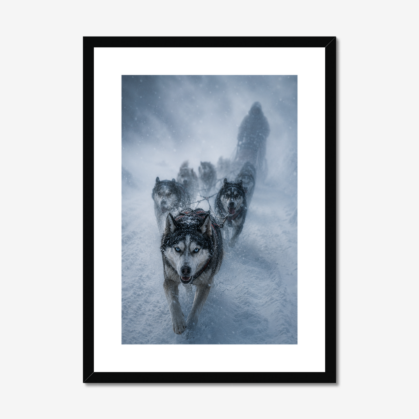 Frostbound | Fine Art Print | Sled Dog Team in Blizzard