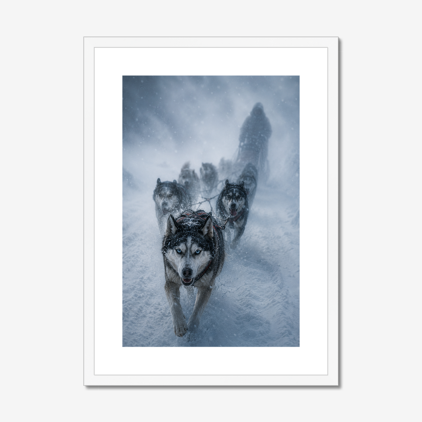 Frostbound | Fine Art Print | Sled Dog Team in Blizzard