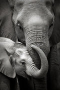 Black and white photo of two elephants interacting