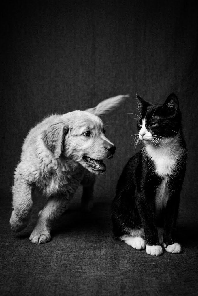 Black and white photo of a puppy and a cat sitting together on a dark background