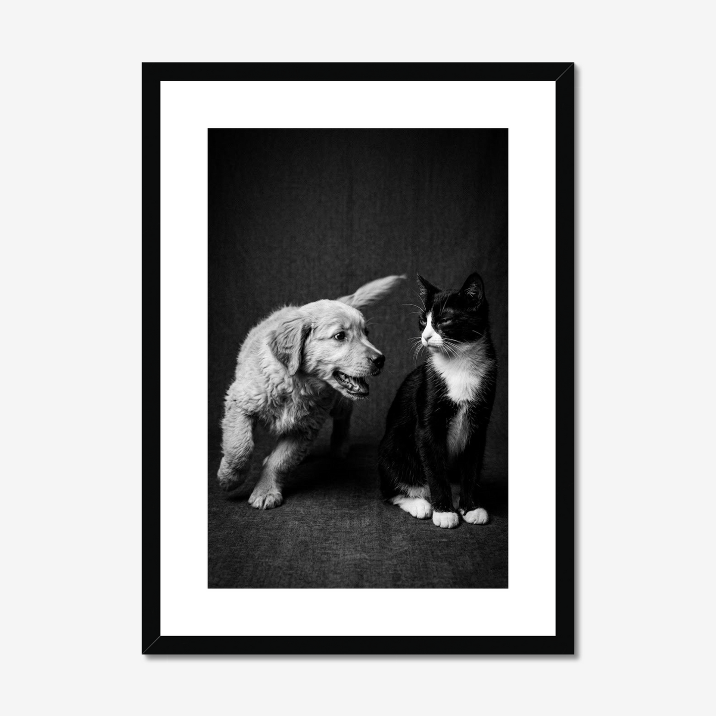 Not Today! | Fine Art Print | Puppy & Kitten