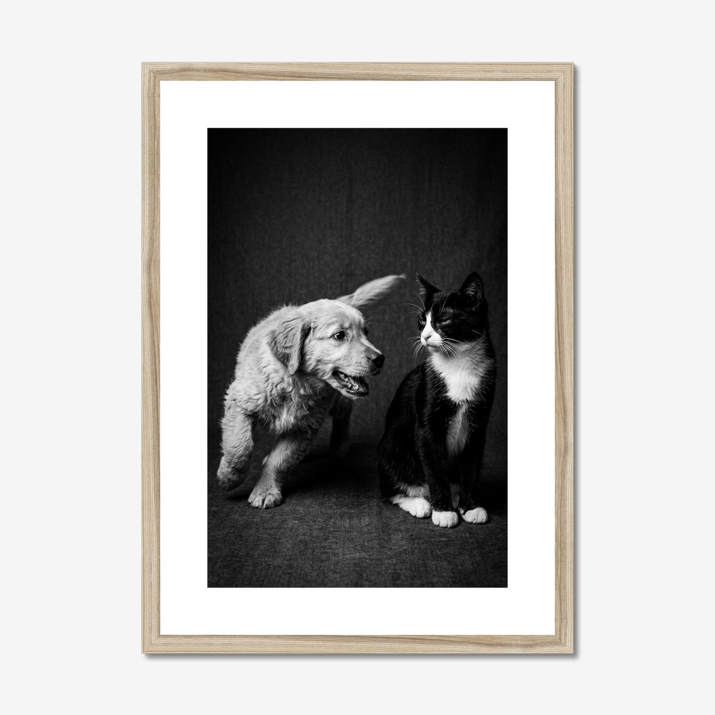 Not Today! | Fine Art Print | Puppy & Kitten