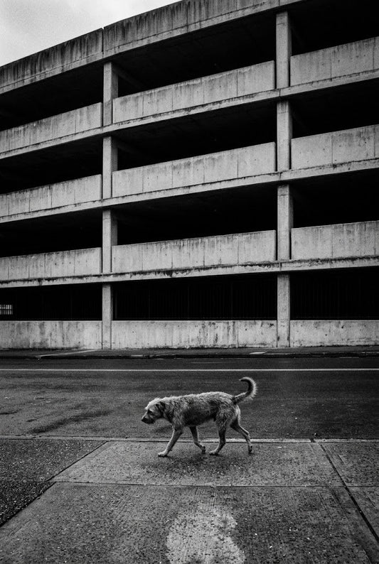 On Another Level | Fine Art Print | Stray Dog & Brutalist City