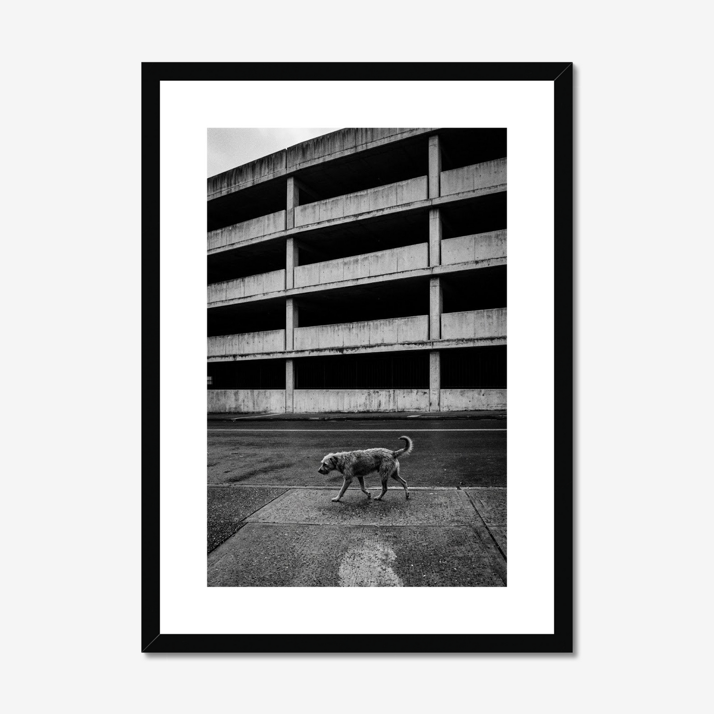 On Another Level | Fine Art Print | Stray Dog & Brutalist City
