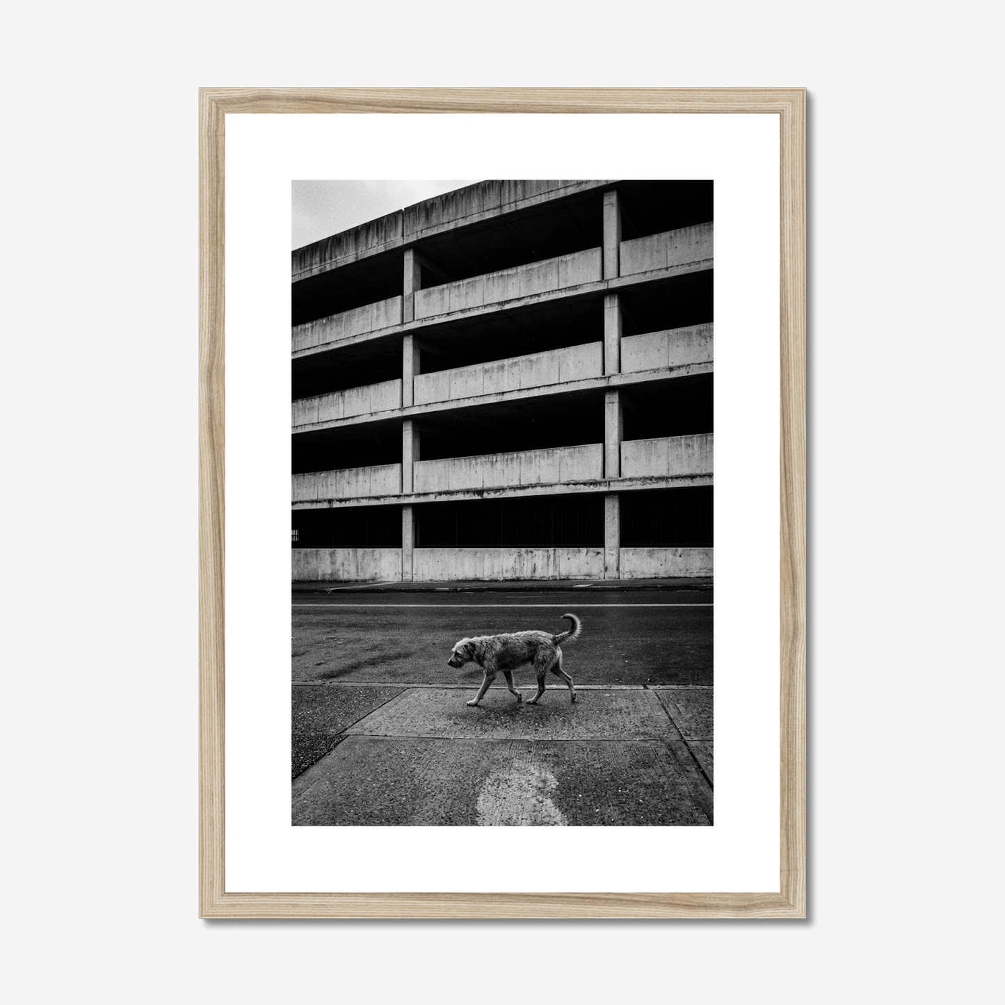 On Another Level | Fine Art Print | Stray Dog & Brutalist City