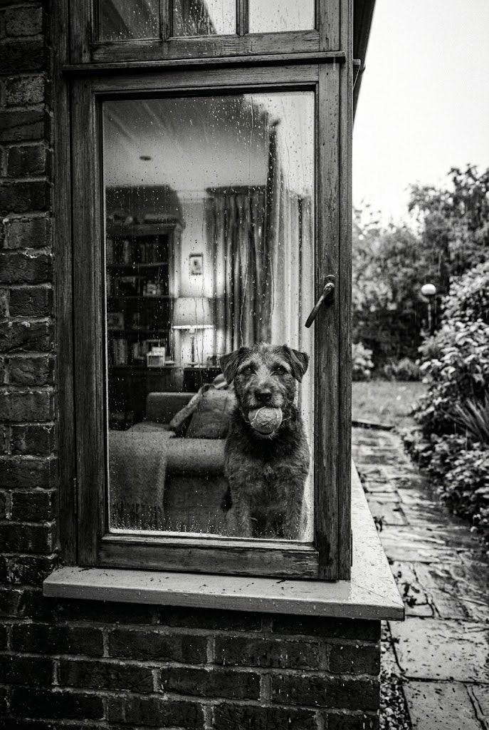 Dog looking out a window with a reflection of a room inside.