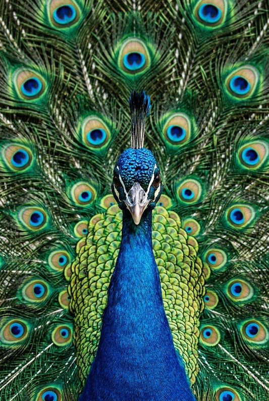 Reclamation | Fine Art Print | Peacock Portrait