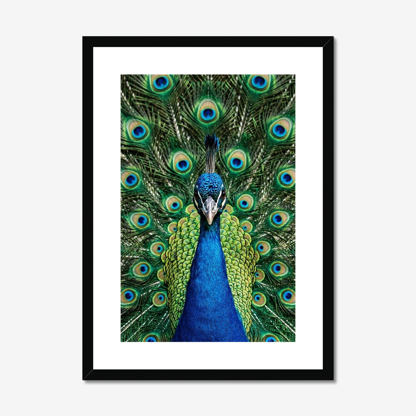 Reclamation | Fine Art Print | Peacock Portrait