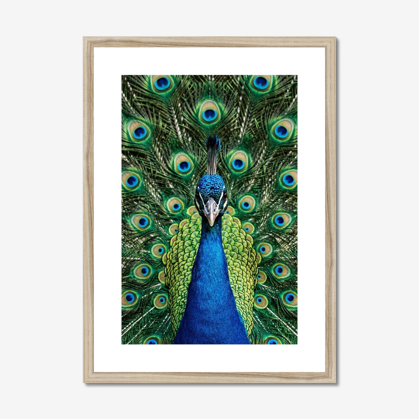 Reclamation | Fine Art Print | Peacock Portrait