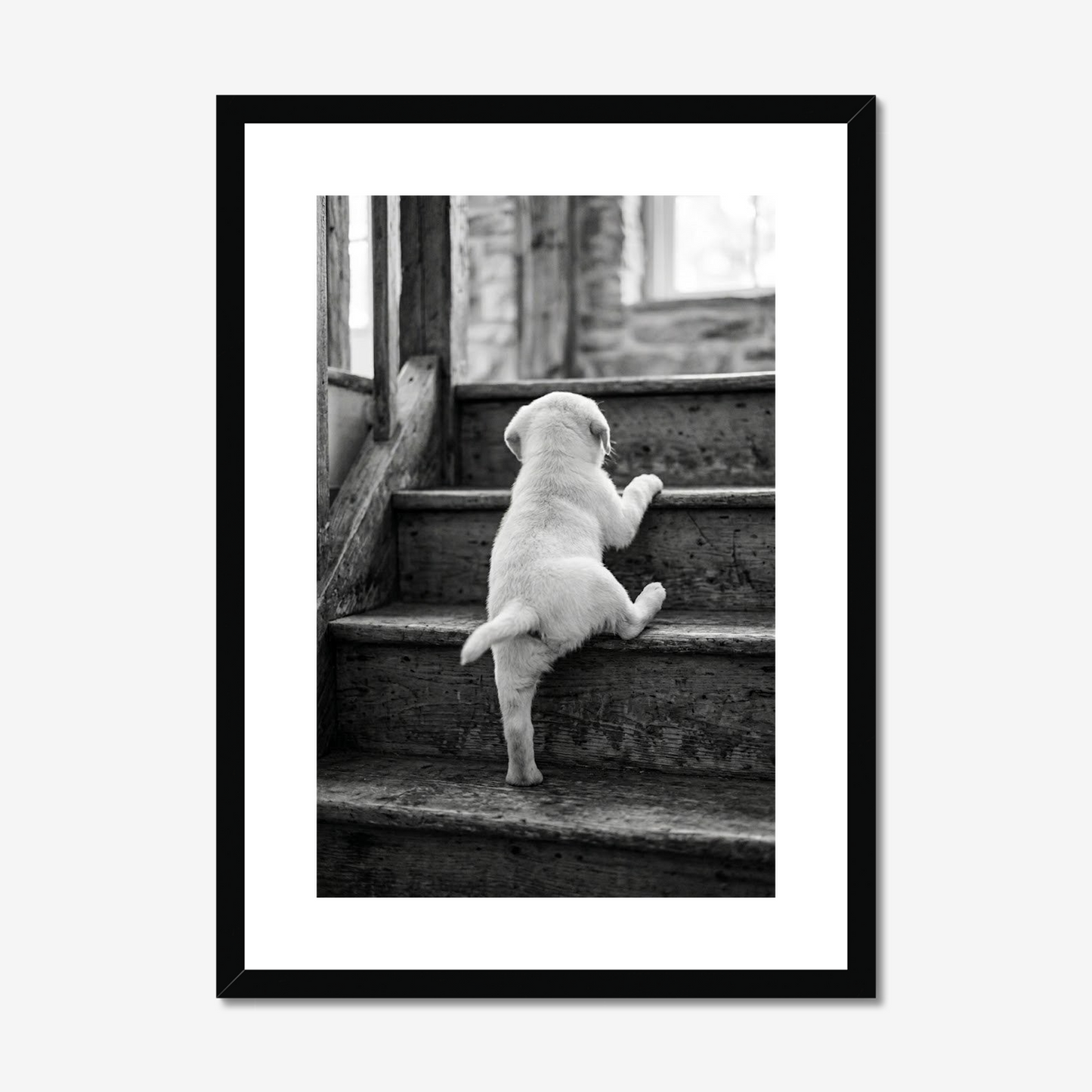 Rising to the Challenge | White Labrador Fine Art Print