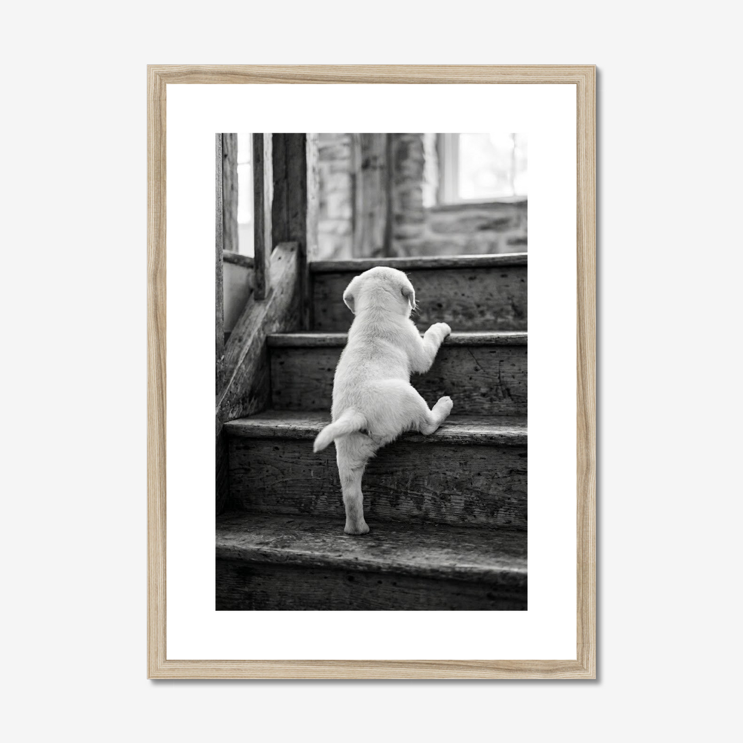 Rising to the Challenge | White Labrador Fine Art Print