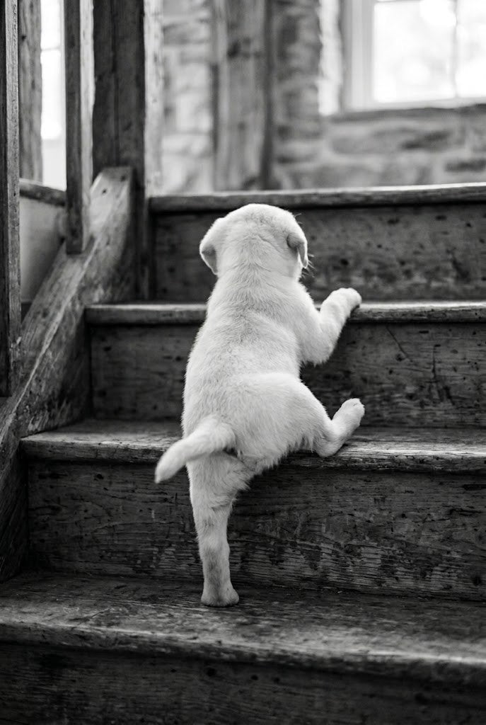 Rising to the Challenge | White Labrador Fine Art Print