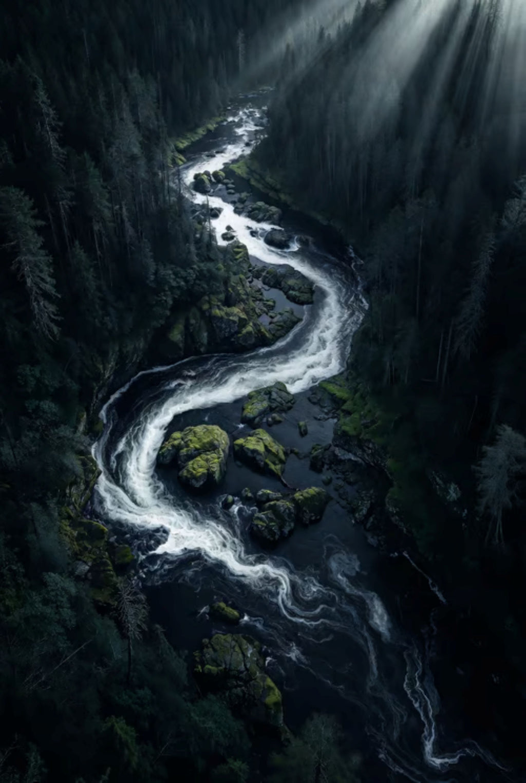Stream flowing through a forest with sunlight filtering through the trees