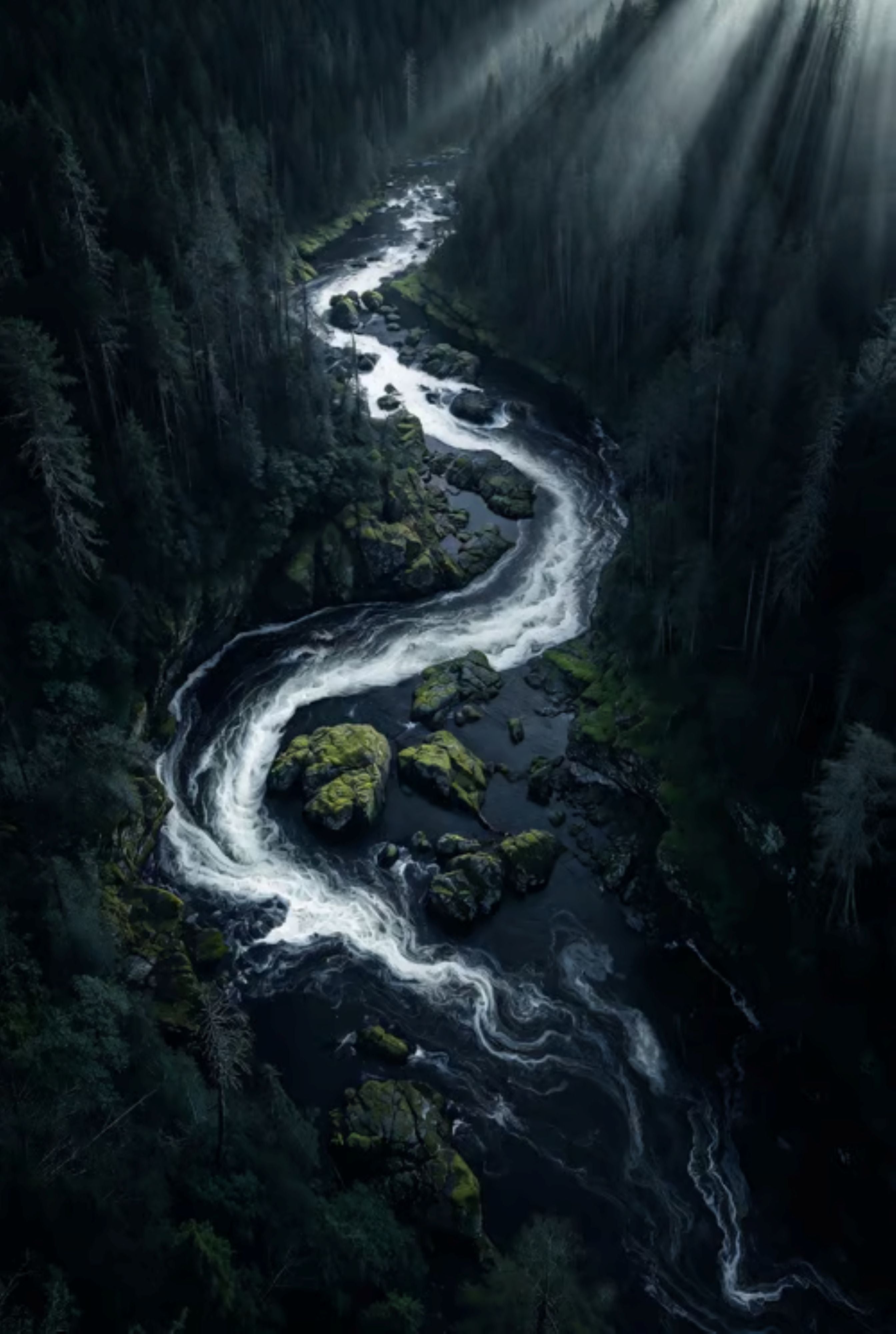 Stream flowing through a forest with sunlight filtering through the trees