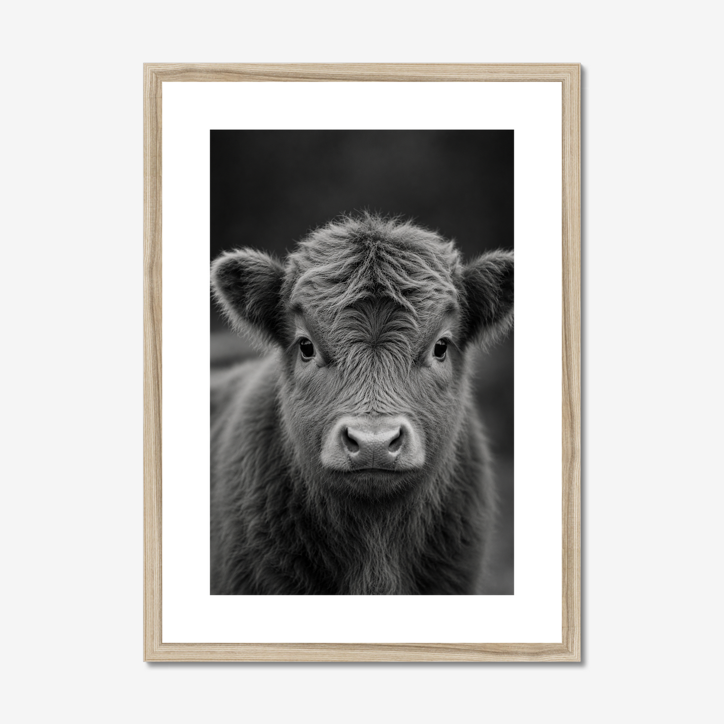 Tender | Fine Art Print | Miniature Calf Portrait