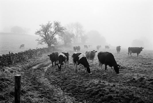 Cows grazing in a misty field with a fence and trees in the background.