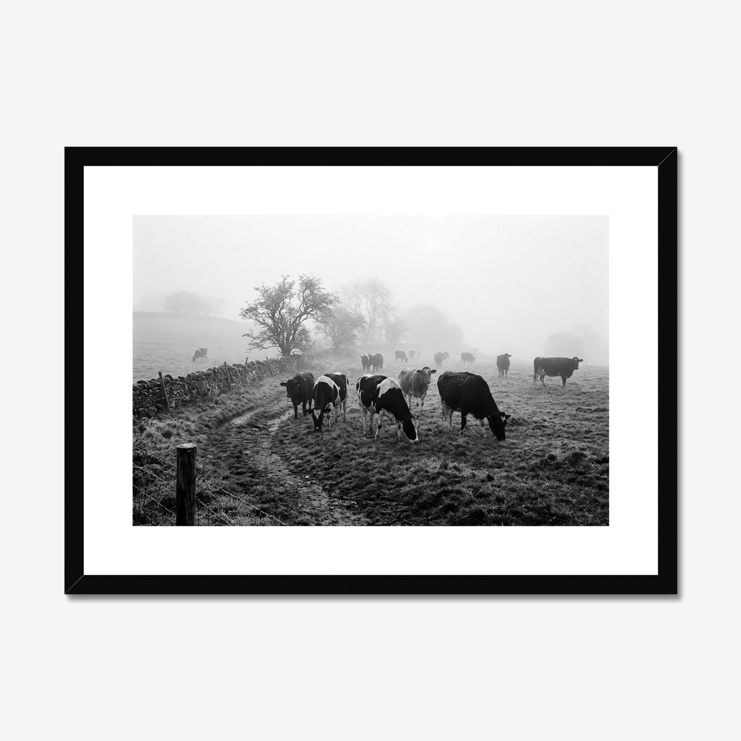The Morning Shift | Fine Art Print | Misty Cattle Landscape