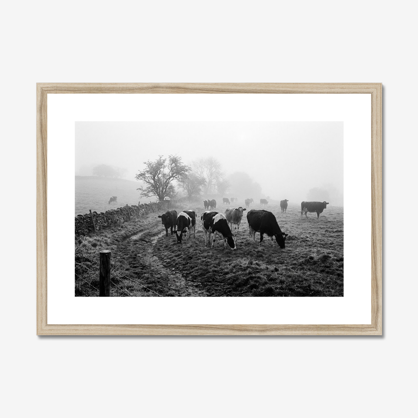 The Morning Shift | Fine Art Print | Misty Cattle Landscape