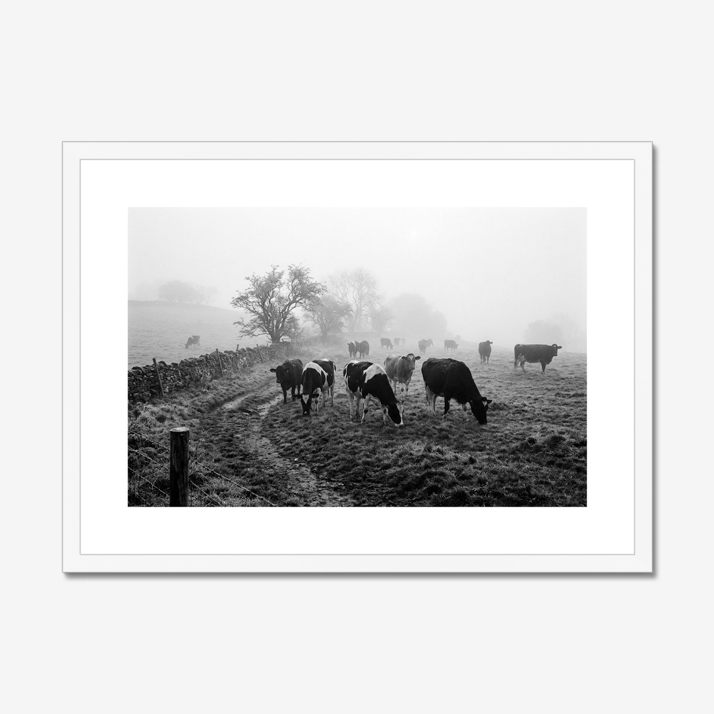 The Morning Shift | Fine Art Print | Misty Cattle Landscape
