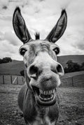 Black and white photo of a donkey with a wide open mouth in a field.