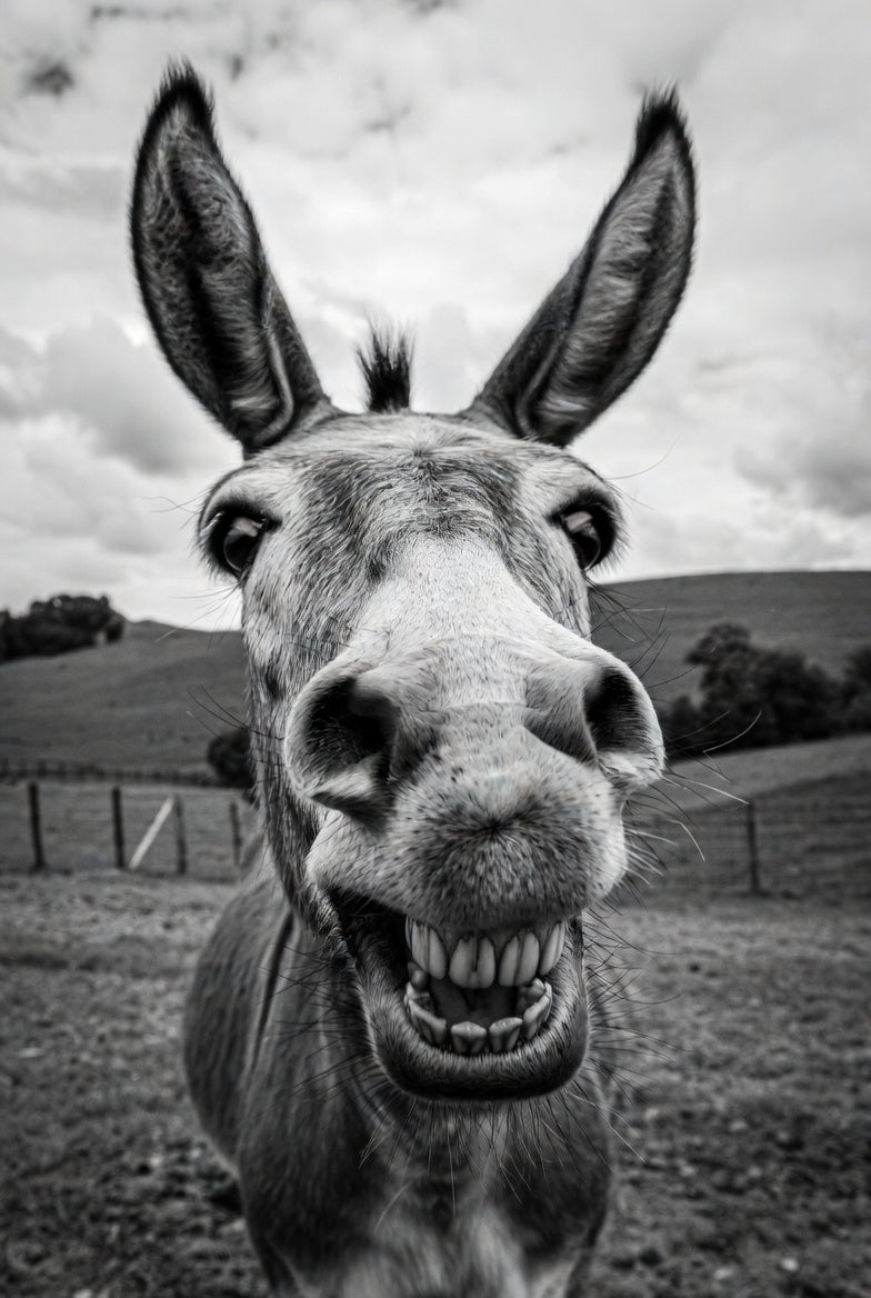 Black and white photo of a donkey with a wide open mouth in a field.