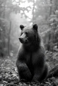 Bear sitting in a forest with a misty background