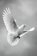Black and white image of a dove in flight against a gray background