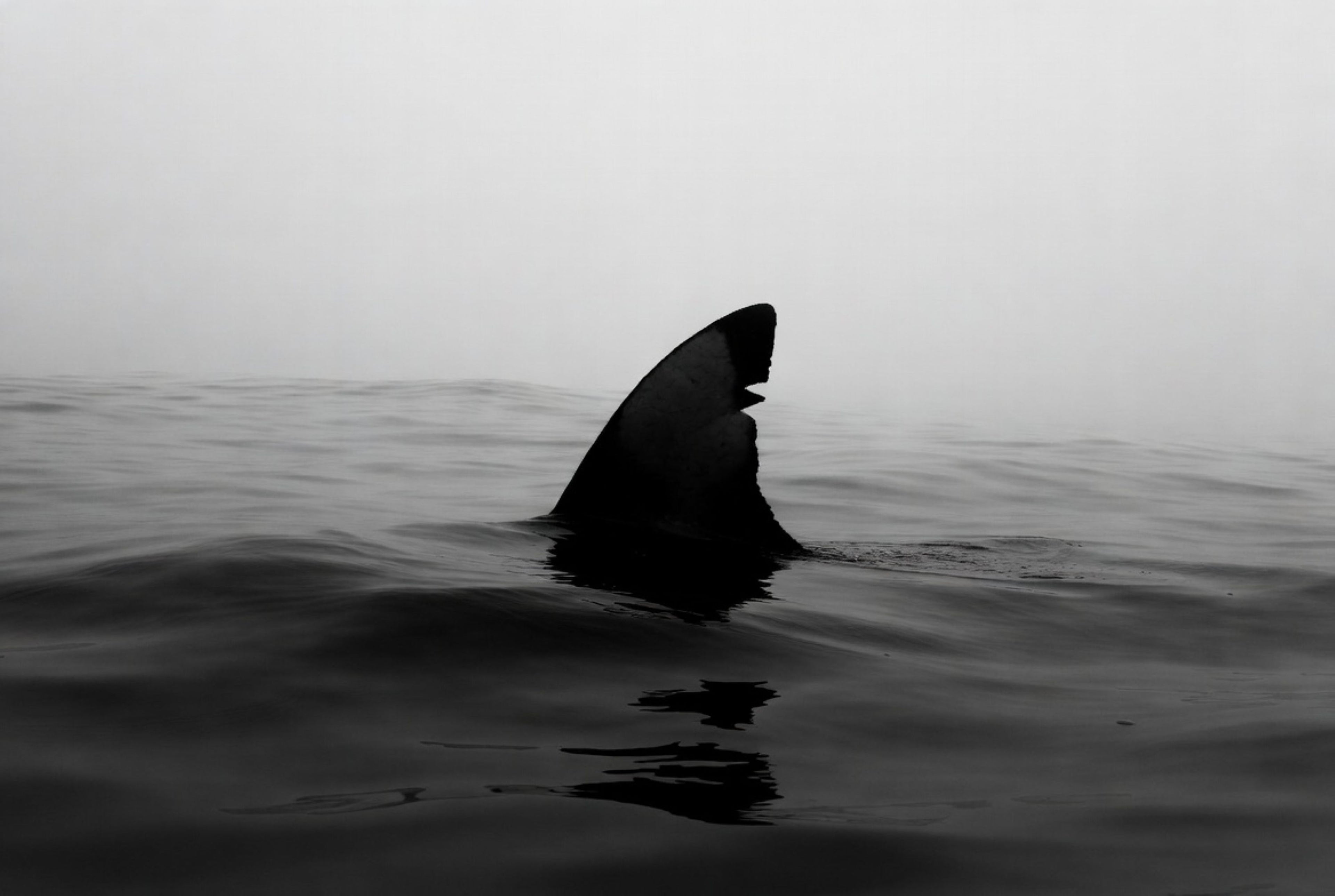 Shark fin emerging from the water on a foggy day