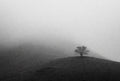 Lonely tree on a foggy hillside