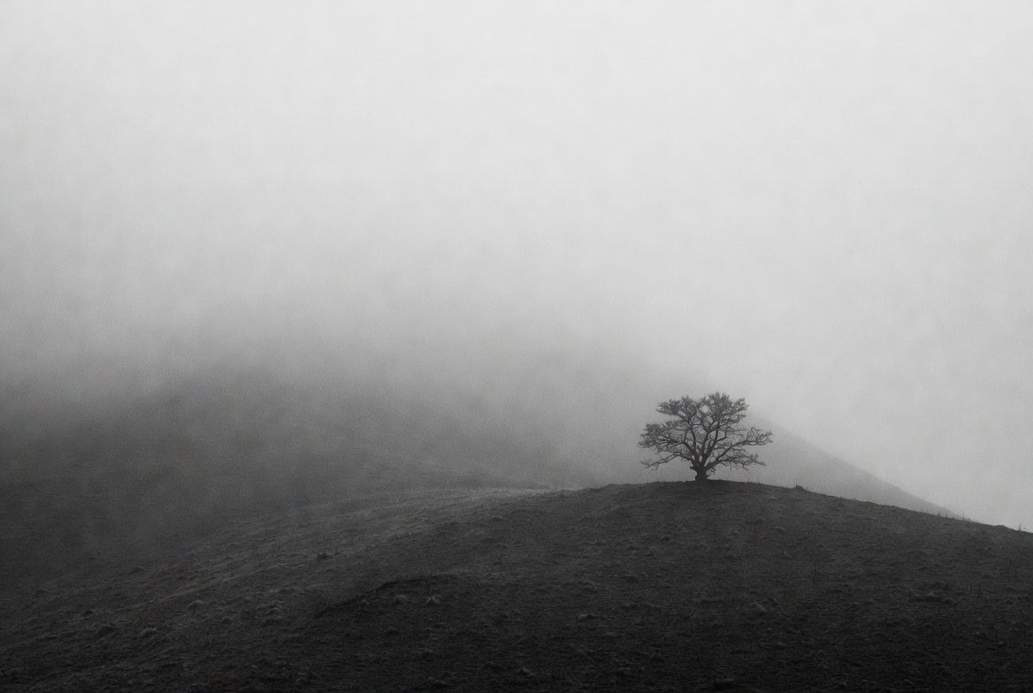 Lonely tree on a foggy hillside