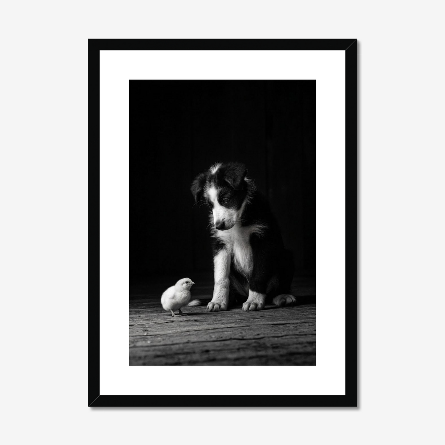 Training Day | Border Collie & Chick Fine Art Print