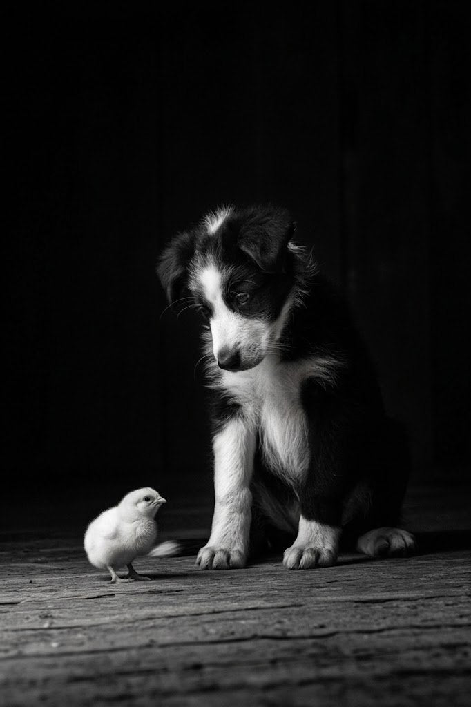 Training Day | Border Collie & Chick Fine Art Print