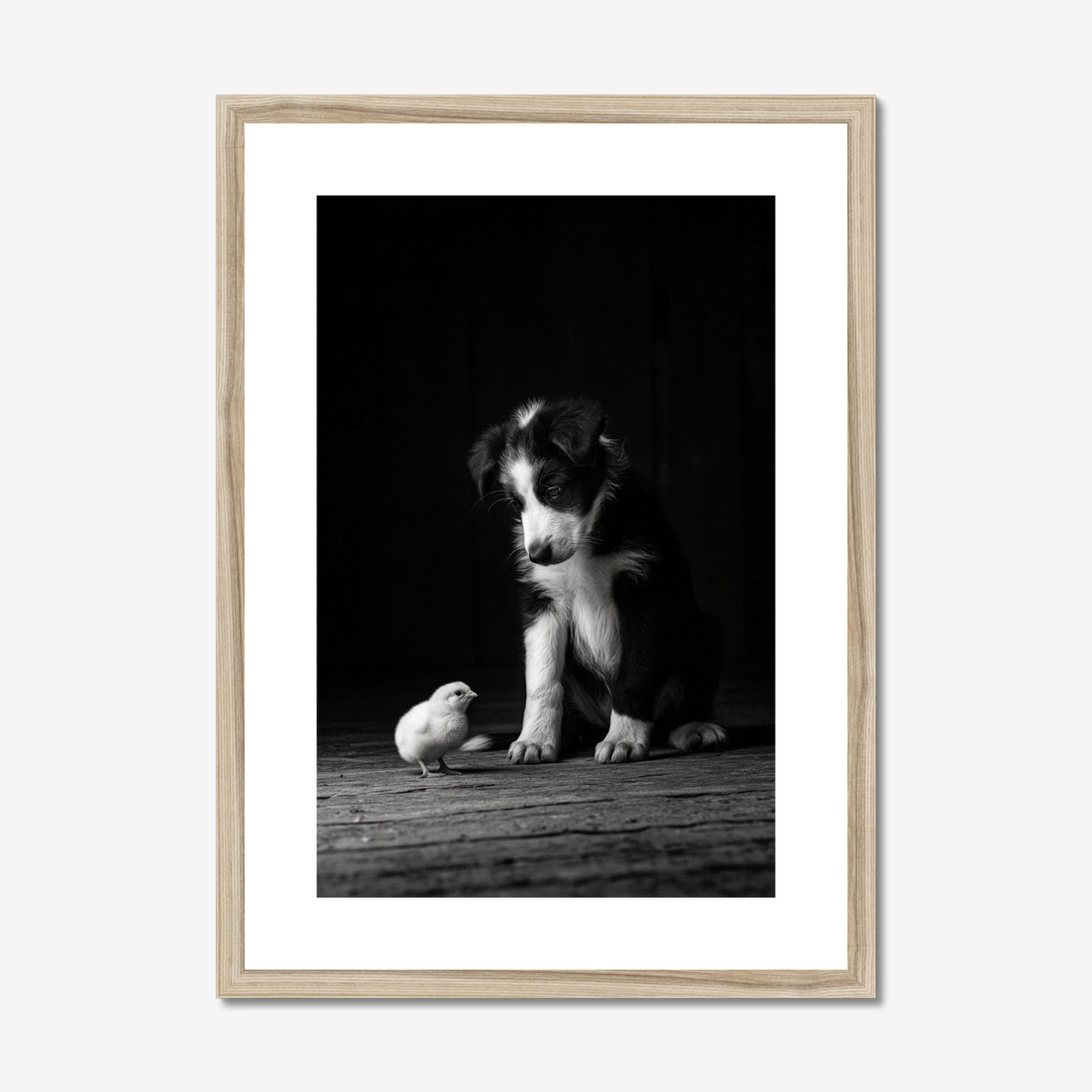 Training Day | Border Collie & Chick Fine Art Print