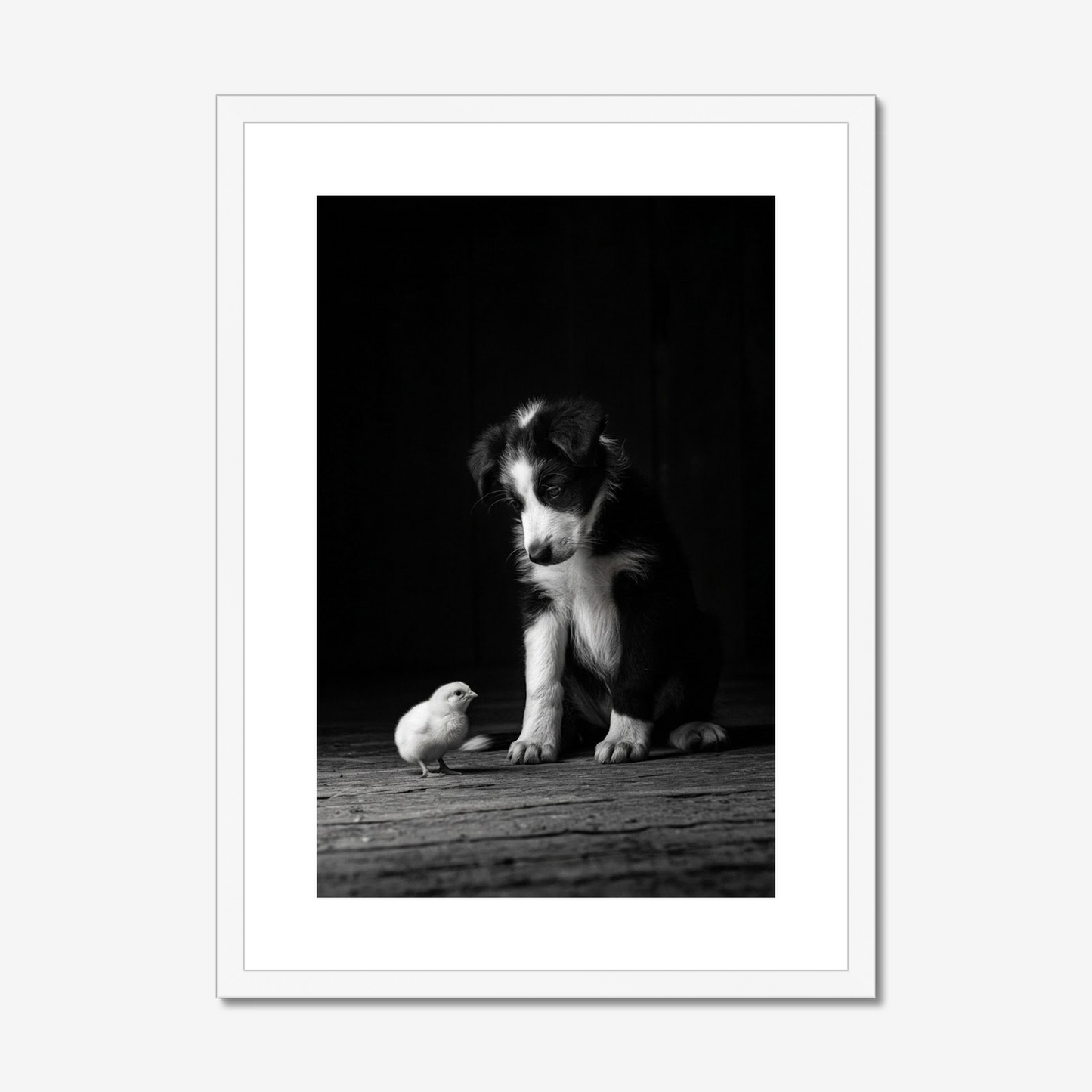 Training Day | Border Collie & Chick Fine Art Print